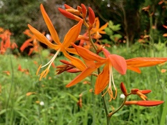 Crocosmia aurea aurea