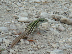 Aspidoscelis gularis