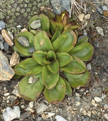 Gentianella divisa