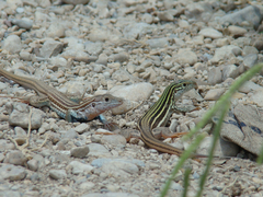 Aspidoscelis gularis