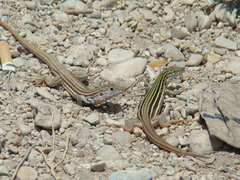 Aspidoscelis gularis