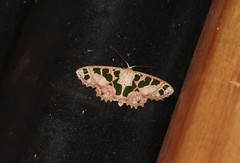 Scopula divisaria