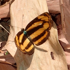 Pantoporia