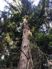 Sequoia sempervirens