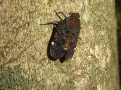 Penthicodes variegatus