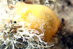 Doriopsilla carneola