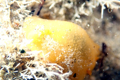 Doriopsilla carneola