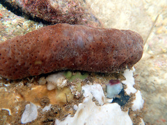 Australostichopus mollis