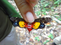 Penthicodes variegatus