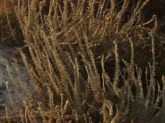 Artemisia pycnocephala