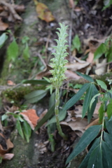 Sarcoglottis scintillans