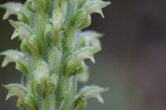 Sarcoglottis scintillans