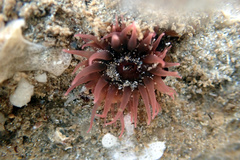 Isanemonia australis