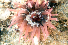 Isanemonia australis