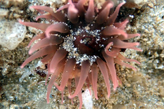 Isanemonia australis