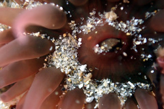 Isanemonia australis