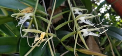 Epidendrum ciliare