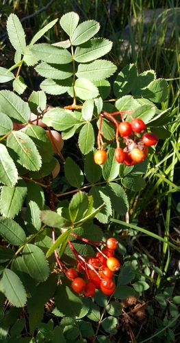 California mountain ash (Sorbus californica)