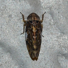 Xestocephalus tessellatus