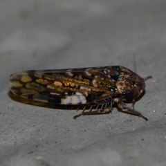 Xestocephalus tessellatus