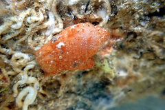 Stolidobranchia