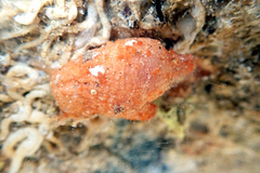 Stolidobranchia