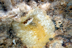 Sclerodoris
