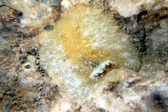 Sclerodoris