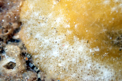 Proceraea