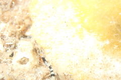 Proceraea