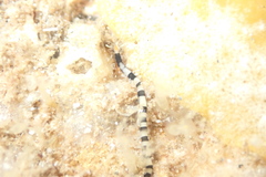 Proceraea