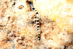 Proceraea