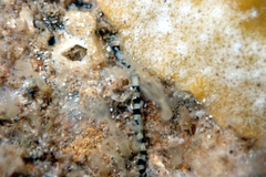 Proceraea
