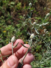 Centaurea pseudomaculosa