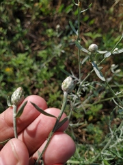 Centaurea pseudomaculosa