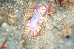 Mexichromis macropus