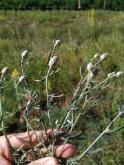 Centaurea pseudomaculosa
