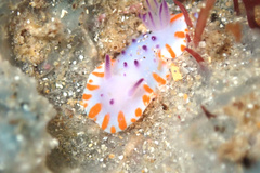 Mexichromis macropus