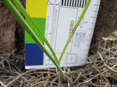 Diuris pardina