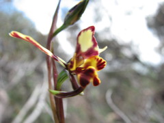 Diuris pardina