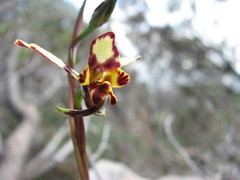 Diuris pardina