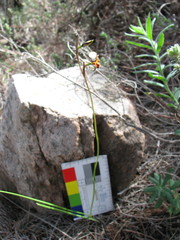 Diuris pardina
