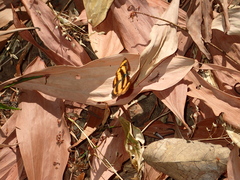 Pantoporia