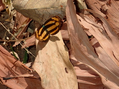 Pantoporia