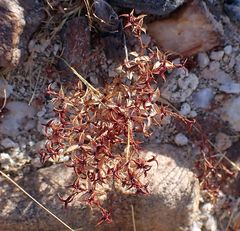 Chorizanthe corrugata