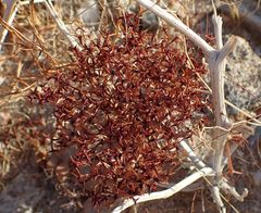 Chorizanthe corrugata