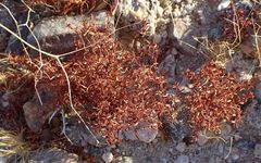 Chorizanthe corrugata