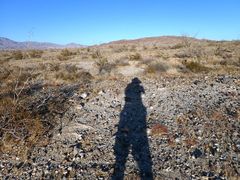 Chorizanthe corrugata