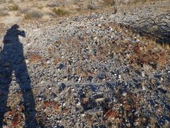 Chorizanthe corrugata