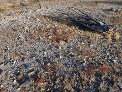 Chorizanthe corrugata